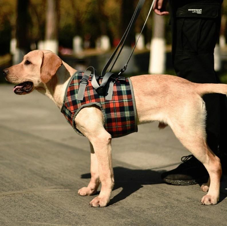 Pet Leg Straps Disabled & Injured Elderly Dog Hulpriem Maat: L Style:Voorpoot(Oranje)
